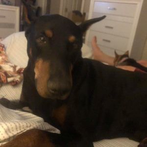 Meet your Posher, Phil